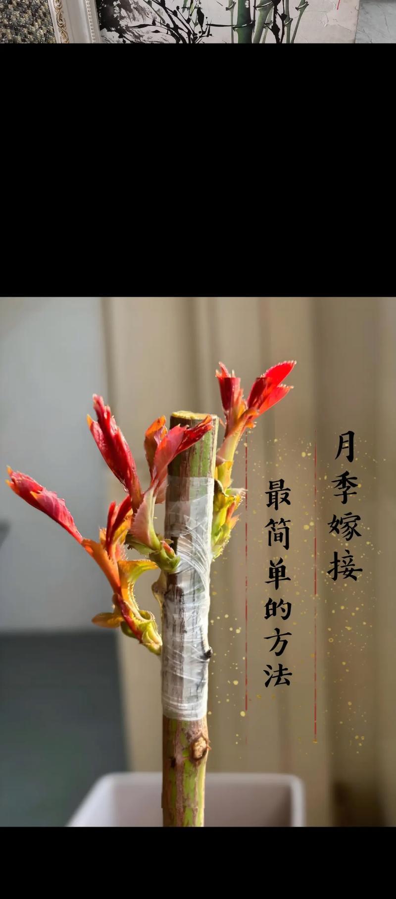 贵花嫁接技巧有哪些？