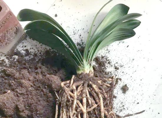 花盆泥土板结的解决方法是什么？如何恢复土壤的透气性？