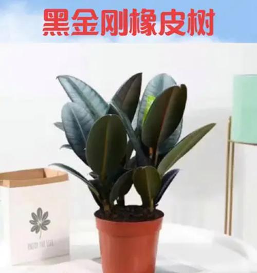 橡皮树的选择标准是什么？