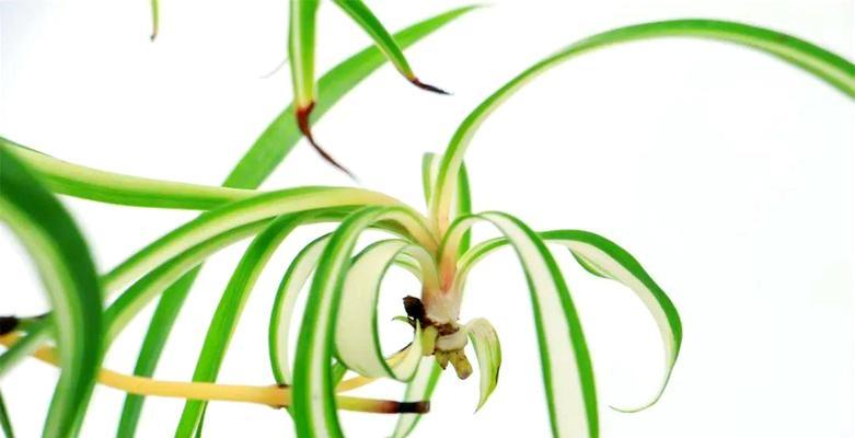 吊兰有多少品种？不同品种的生长环境有何要求？