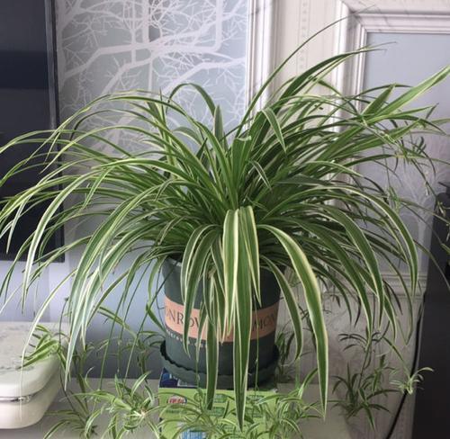 吊兰有多少品种？不同品种的生长环境有何要求？