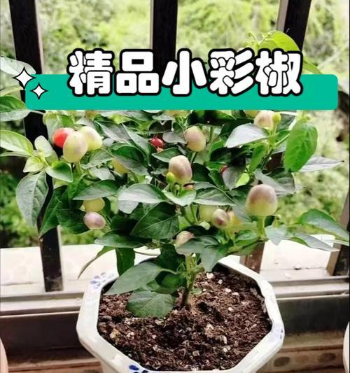 五彩椒盆栽的养护要点？如何保证果实鲜艳？