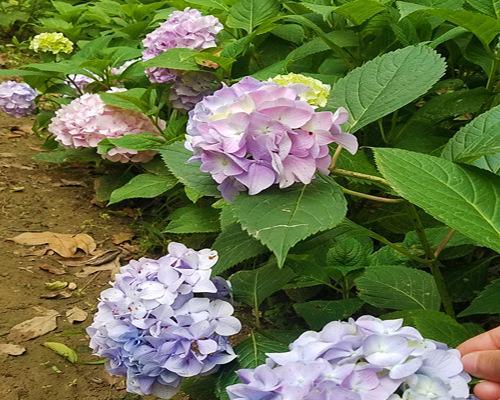 八仙花开花后如何养护？延长花期的秘诀是什么？