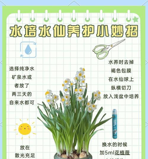 八仙花开花后如何养护？延长花期的秘诀是什么？