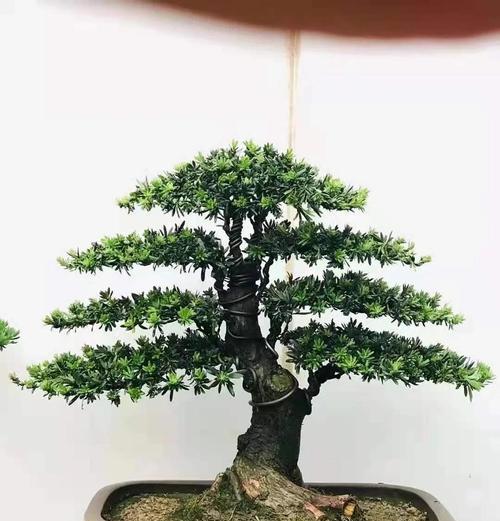 盆景长粗的秘诀是什么？