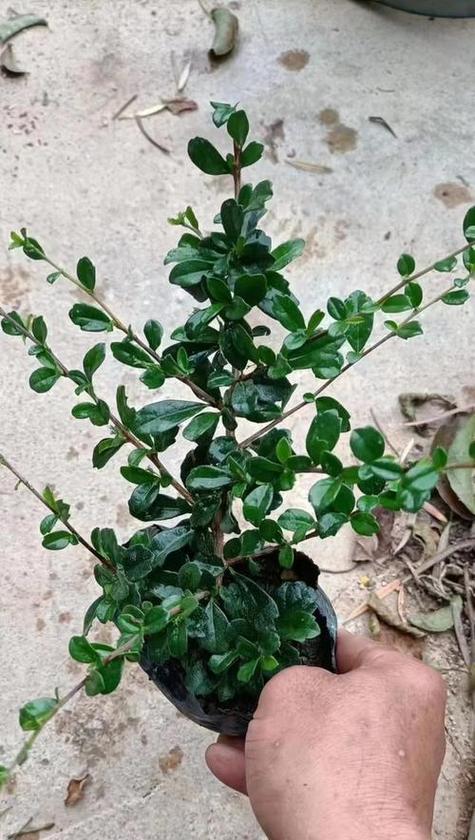 盆景长粗的秘诀是什么？