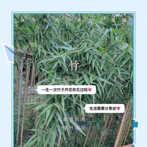 竹子开花后如何处理？有哪些注意事项？