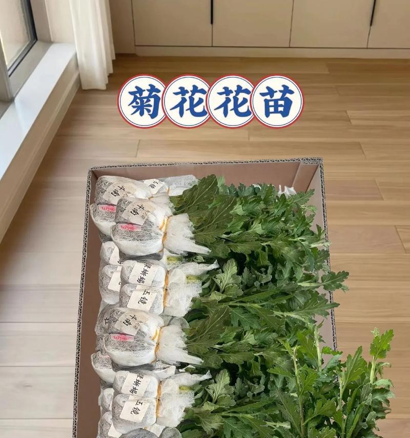 菊花小苗的养护技巧是什么？