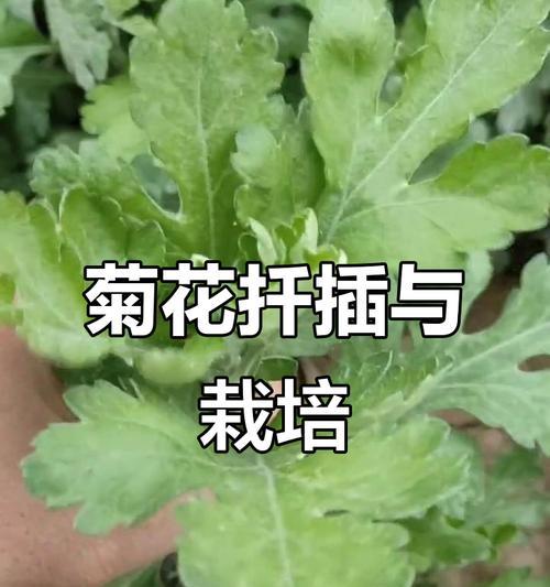 菊花小苗的养护技巧是什么？