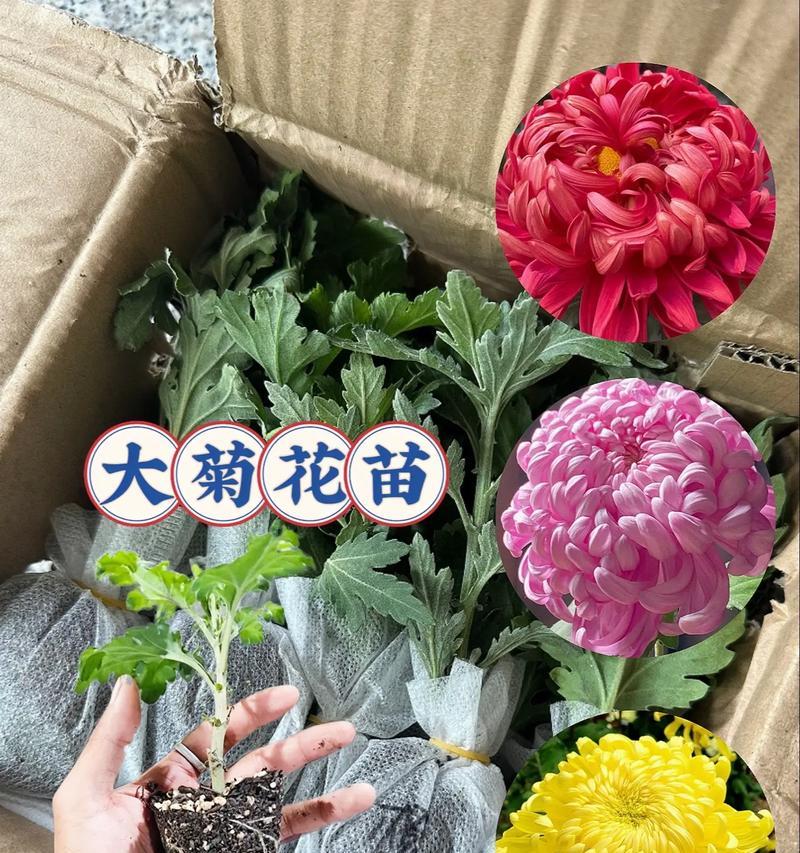 菊花小苗的养护技巧是什么？