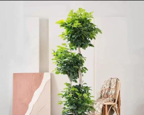 盆栽植物的存活技巧是什么？