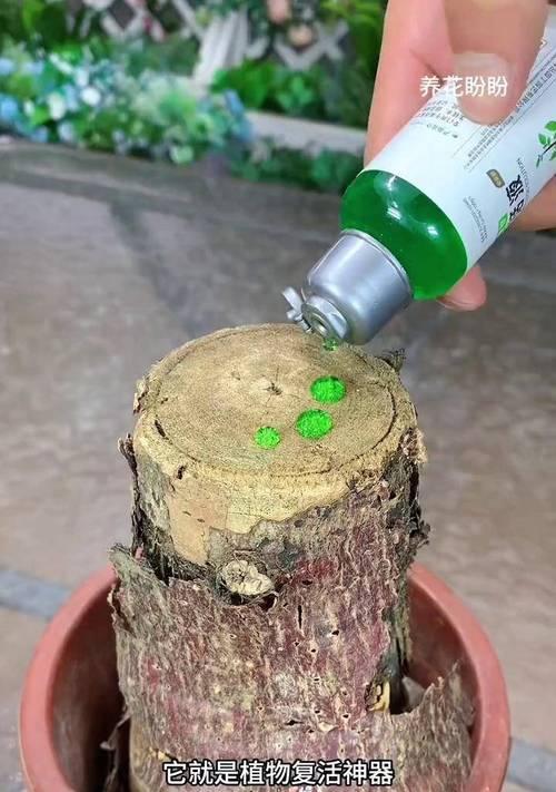 盆栽植物的存活技巧是什么？