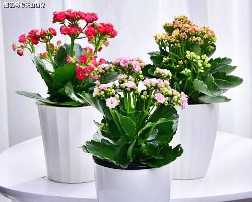 办公室栽什么花好？适合办公室环境的植物推荐及养护要点是什么？