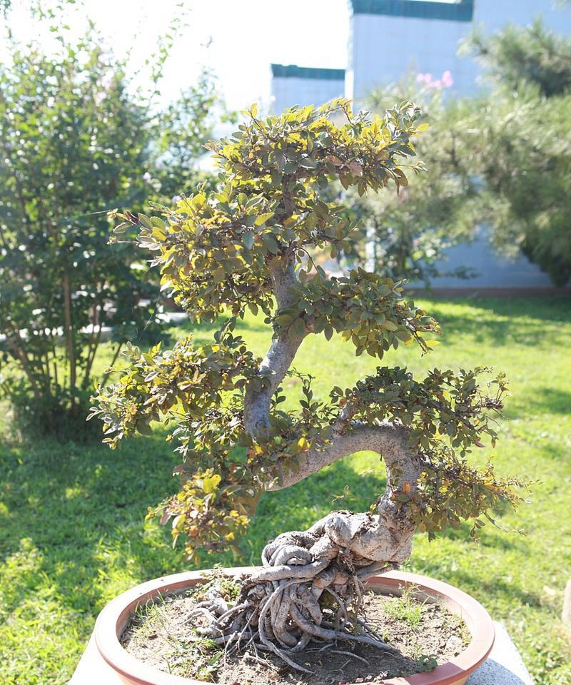 阳台种植金银花的正确方法是什么？
