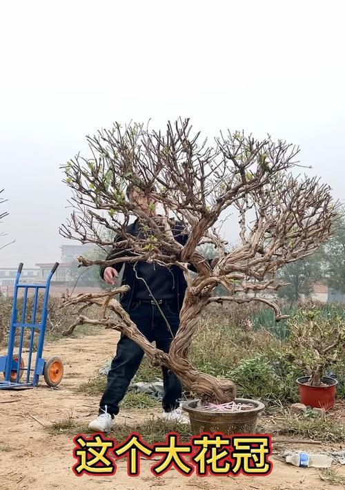 阳台种植金银花的正确方法是什么？