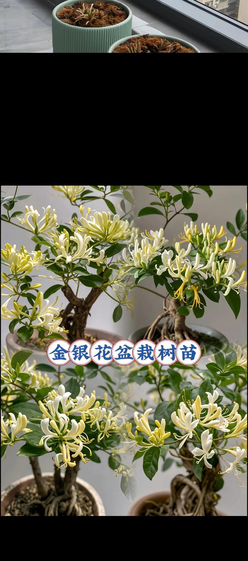 阳台种植金银花的正确方法是什么？