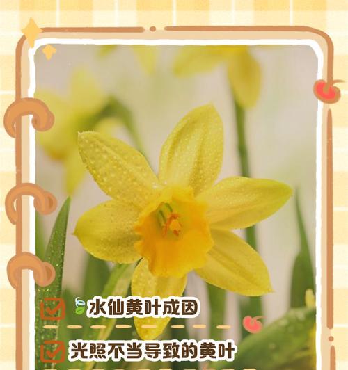 凤仙花叶子发黄怎么办？如何有效处理？