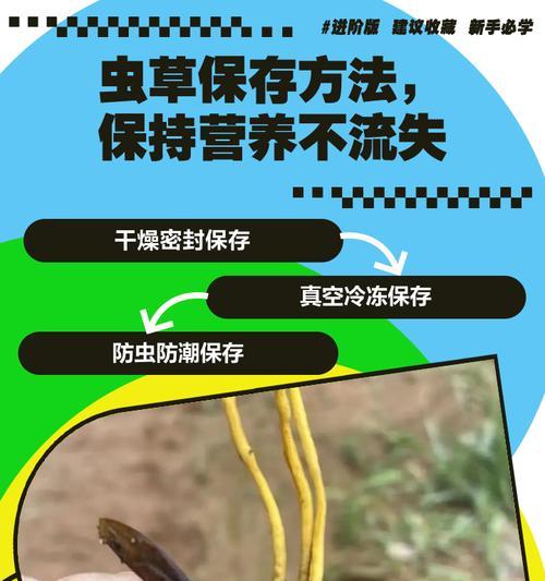 冬虫夏草养殖方法是什么？如何确保其生长环境？