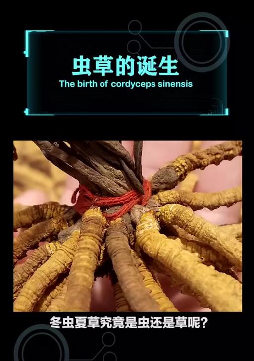 冬虫夏草养殖方法是什么？如何确保其生长环境？