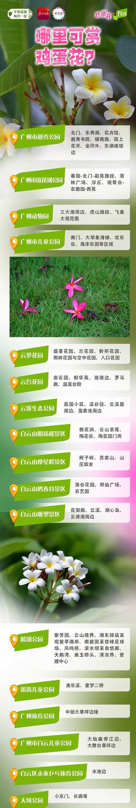 鸡蛋花介绍：鸡蛋花的特征和意义是什么？