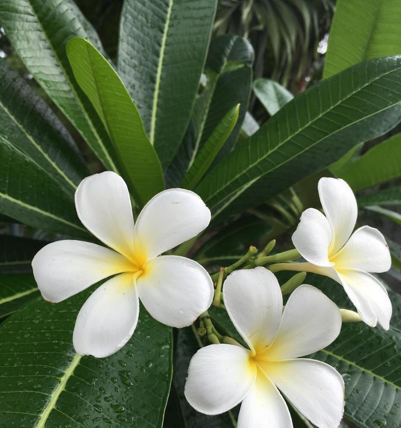 鸡蛋花介绍：鸡蛋花的特征和意义是什么？