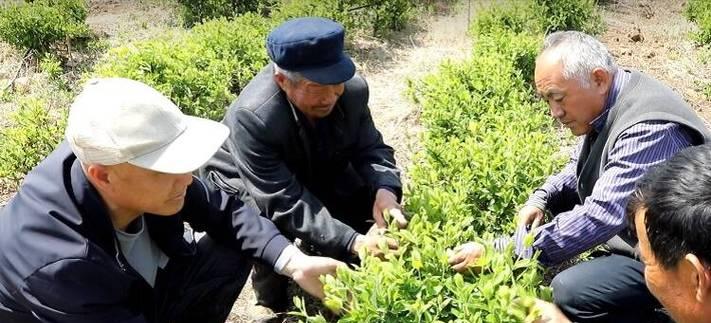 金银花施肥应该用什么肥料？金银花施肥的最佳实践？