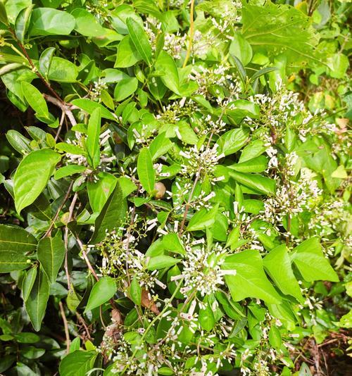金银花施肥应该用什么肥料？金银花施肥的最佳实践？