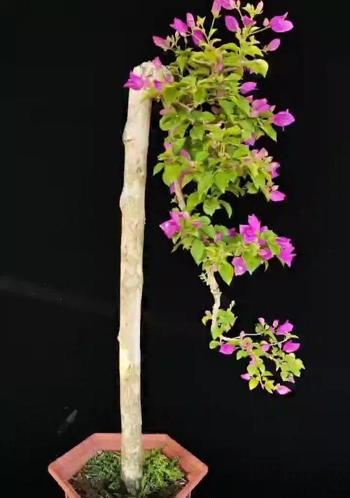 三角梅有哪些适合盆栽的品种？