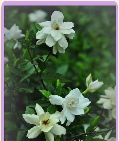 枝子花的养殖方法是什么？如何确保其茁壮成长？