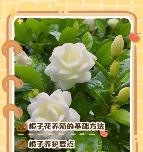 枝子花的养殖方法是什么？如何确保其茁壮成长？