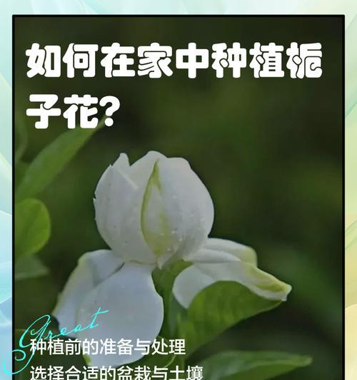枝子花的养殖方法是什么？如何确保其茁壮成长？