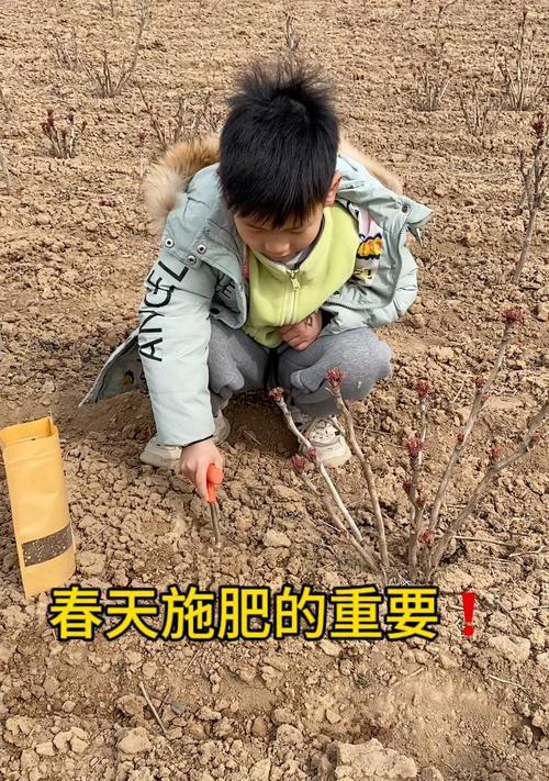 牡丹花施肥的正确方法是什么？