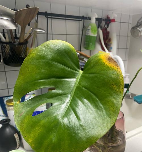 龟背竹烂根后如何抢救？预防措施是什么？