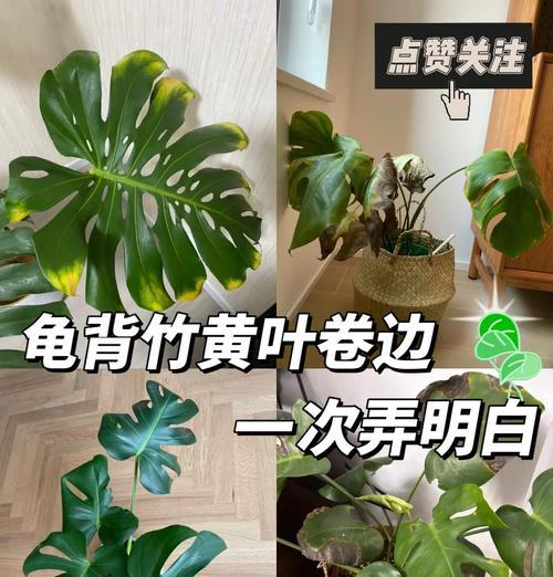 龟背竹烂根后如何抢救？预防措施是什么？