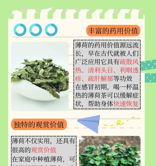 驱蚊草品种的效果如何？如何正确种植和使用？