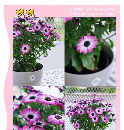 驱蚊草品种的效果如何？如何正确种植和使用？