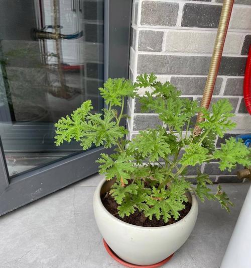 驱蚊草品种的效果如何？如何正确种植和使用？
