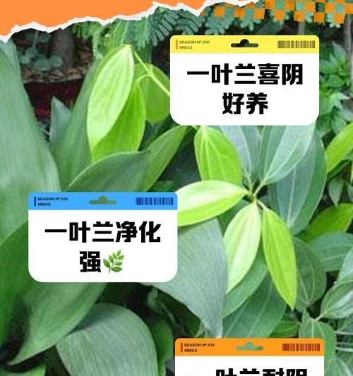 一叶兰的养殖方法和注意事项有哪些？