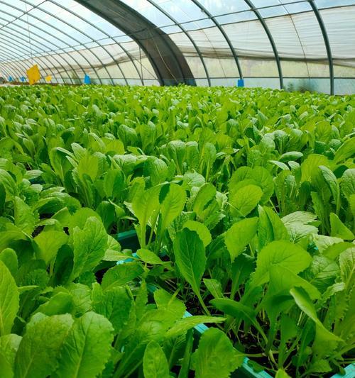 蔬菜盆栽怎么做？家庭制作蔬菜盆栽的步骤是什么？