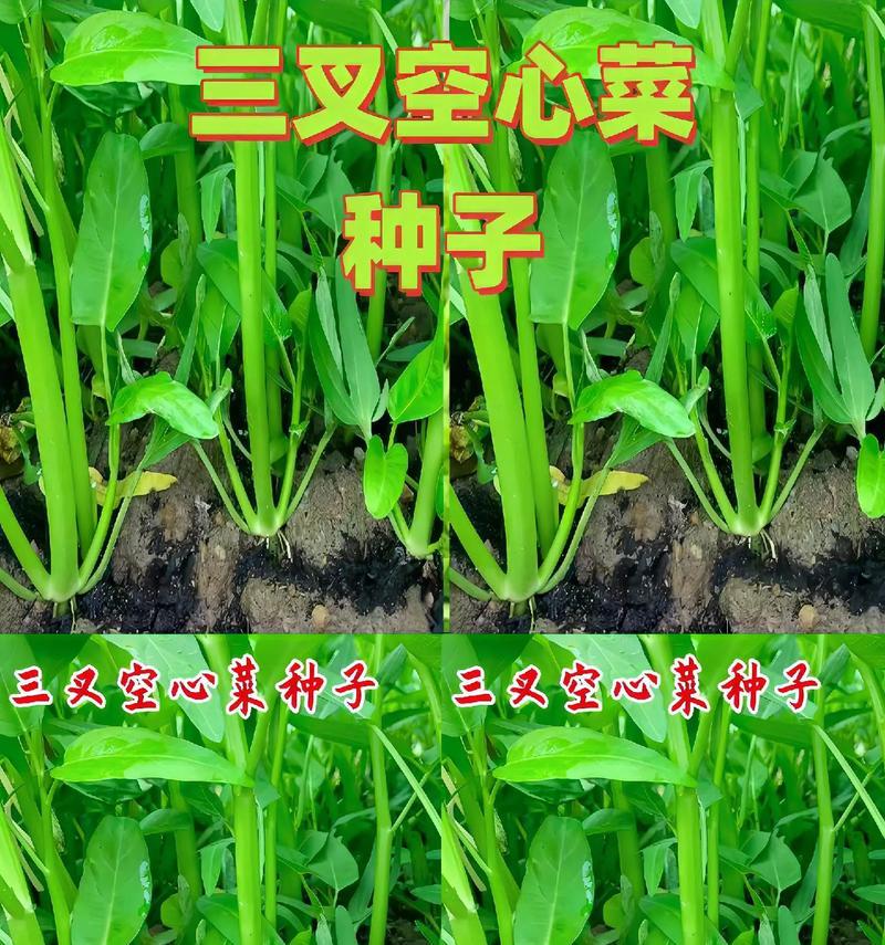 蔬菜盆栽怎么做？家庭制作蔬菜盆栽的步骤是什么？