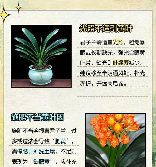 君子兰长斑怎么办？识别和处理斑点的方法有哪些？