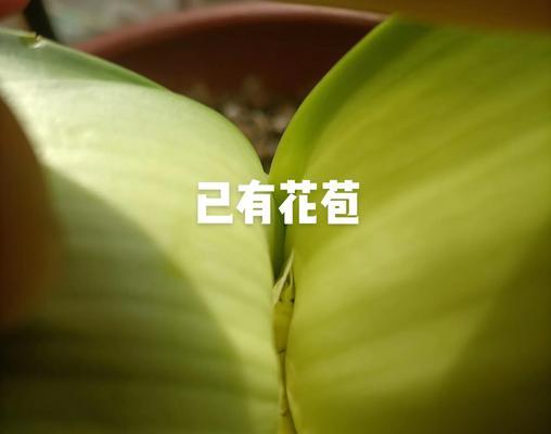 君子兰长斑怎么办？识别和处理斑点的方法有哪些？