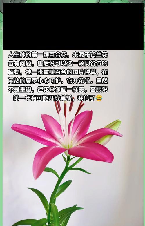 秋冬花卉种植建议：哪些花适合在秋冬季节种植？