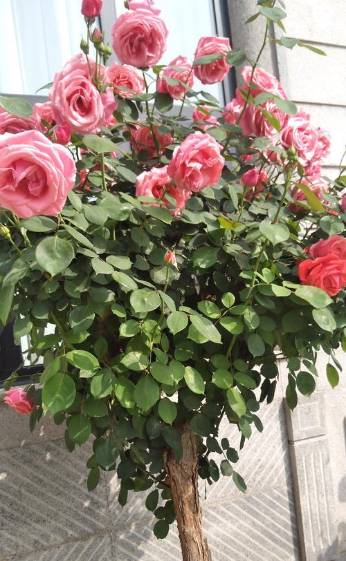秋冬花卉种植建议：哪些花适合在秋冬季节种植？