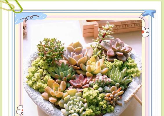 秋冬花卉种植建议：哪些花适合在秋冬季节种植？