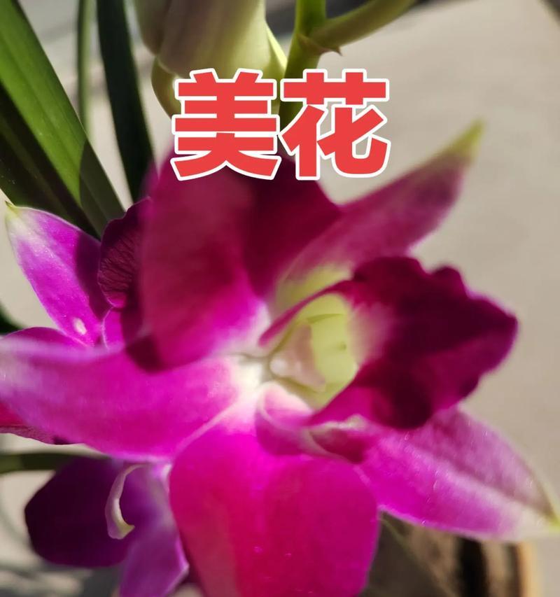 美国兰花养殖技术详解？