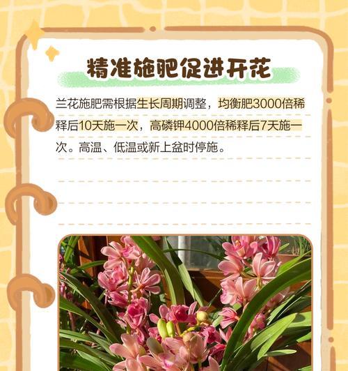 美国兰花养殖技术详解？
