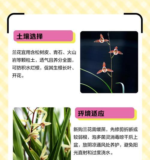美国兰花养殖技术详解？