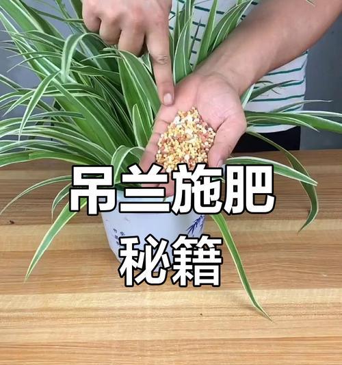 吊兰栽培技巧是什么？如何养出茂盛的吊兰？