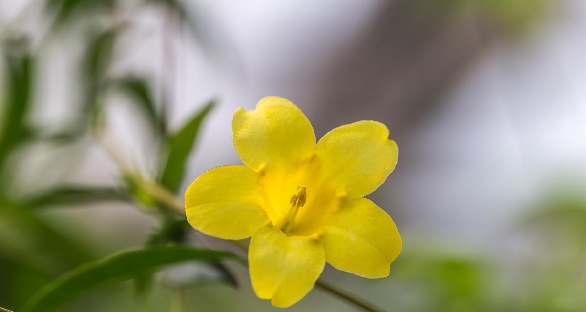 迎春花有哪些品种？迎春花的种植和养护方法是什么？